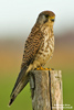 Kestrel Turmfalke