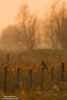 Sumpfohreule Short eared Owl