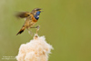 Blaukehlchen - Bluethroat