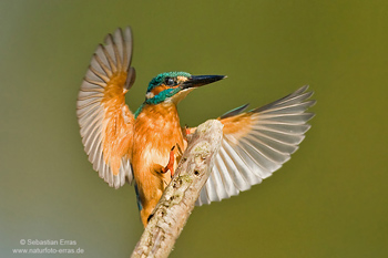 Kingfisher