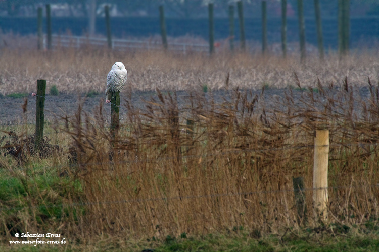 Snowy Owl