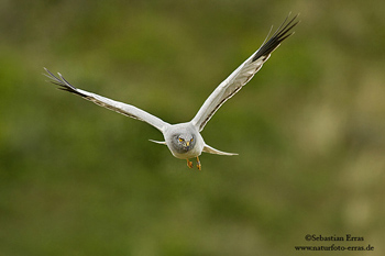 Hen Harrier